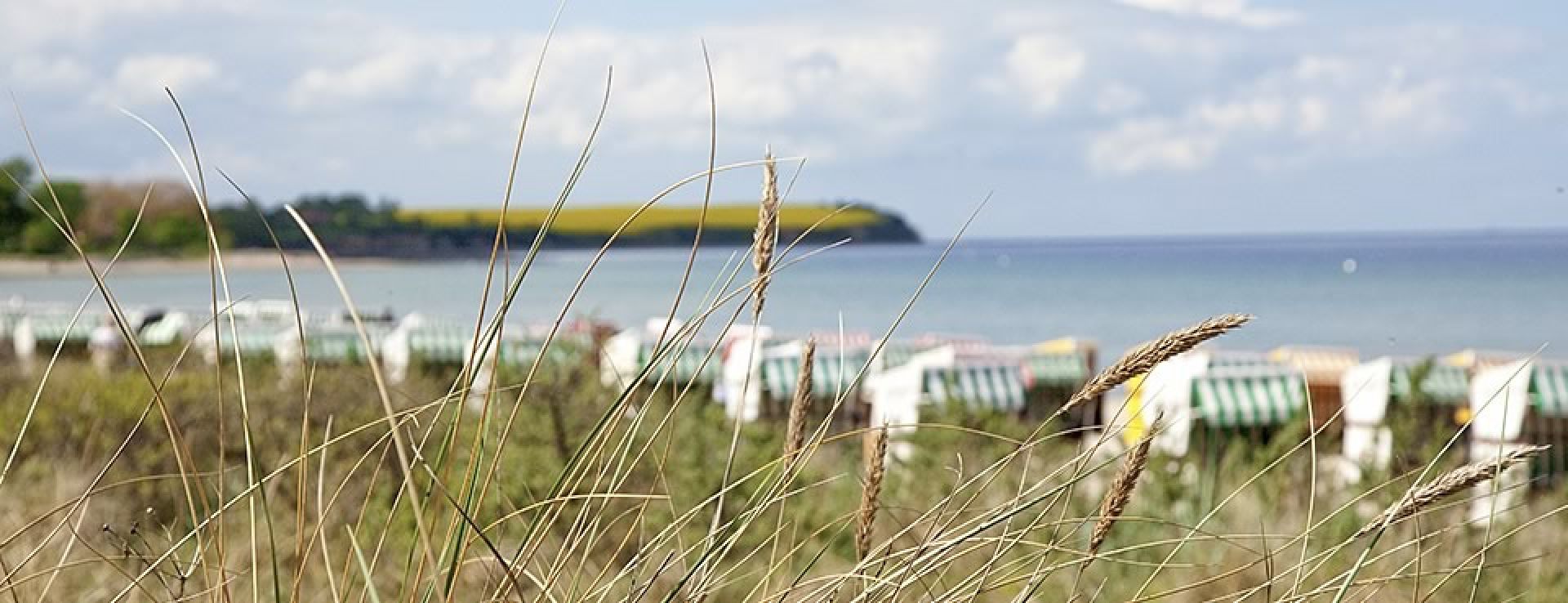 Strandhafer